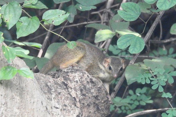 5 Fakta Mengejutkan tentang Tupai Madras: Bukan Master Pendaki Pohon seperti yang Dikira!