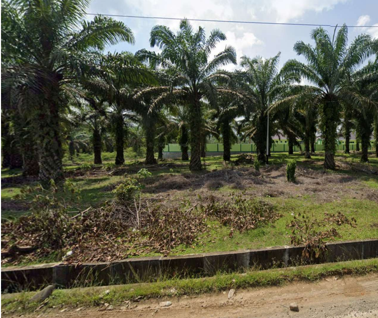 Bisakah Kelapa Sawit Cegah Banjir? Ini Jawabannya