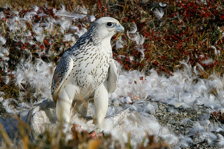 5 Fakta Menarik Gyrfalcon, Burung Elang Kutub yang Mematikan