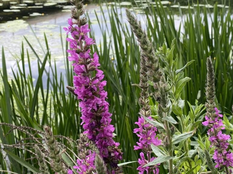 5 fakta menarik tentang tanaman invasif purple loosestrife