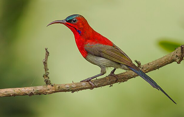 5 fakta menarik tentang burung merah cerah Asia Tenggara