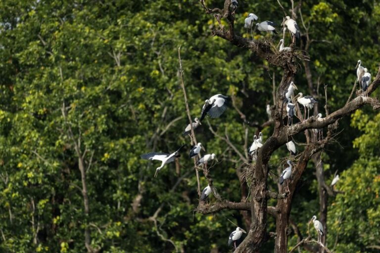 Dampak kerusakan hutan pada migrasi burung: ancaman nyata!
