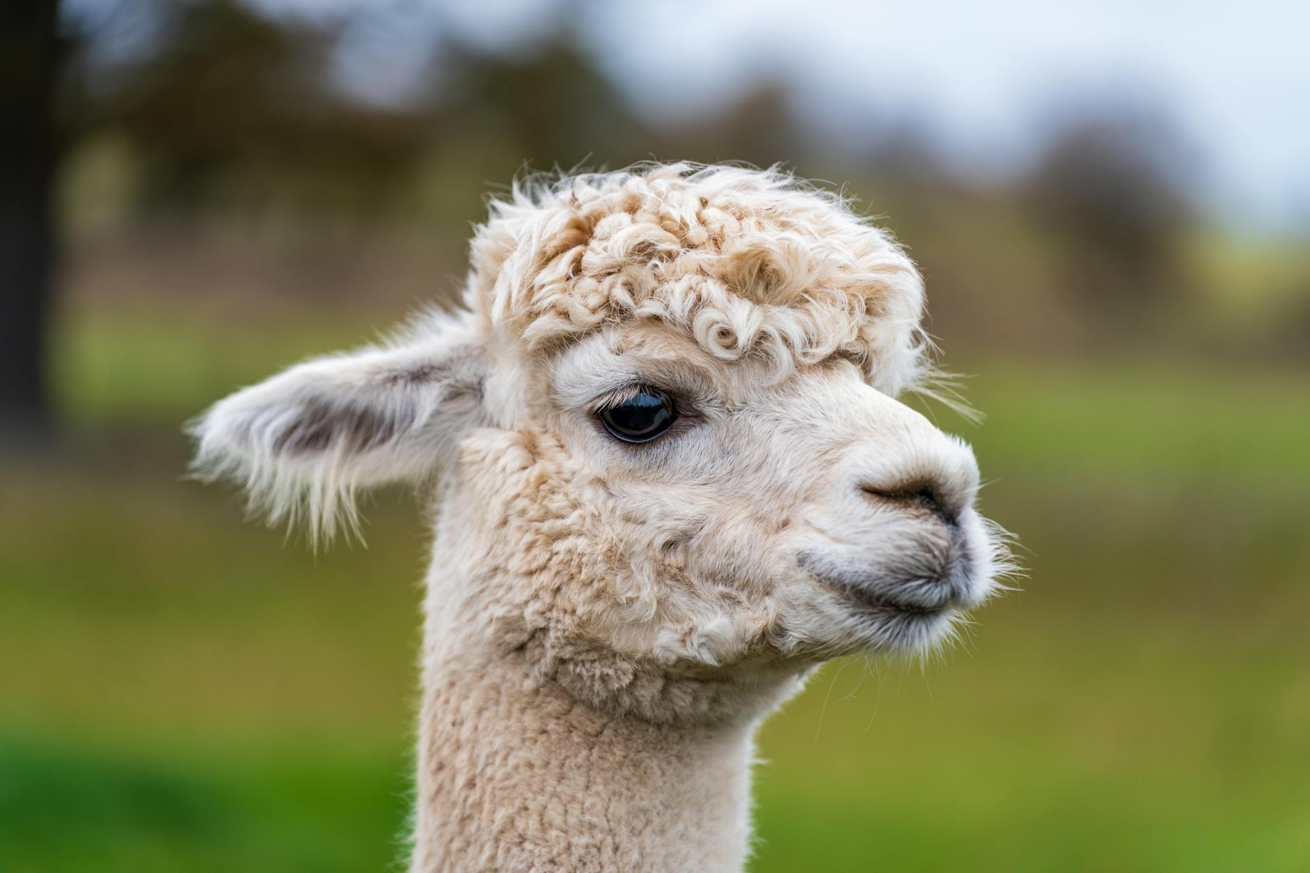 Informasi lengkap tentang cara membuat website gratis dan berbayar serta strategi SEO untuk meningkatkan trafik dan penghasilan dari website melalui adsense dan backlink berkualitas dengan menggunakan tools SEO gratis dan ai untuk membuat artikel yang menarik dan viral di internet.